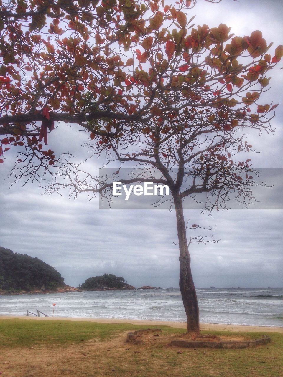 TREES ON BEACH