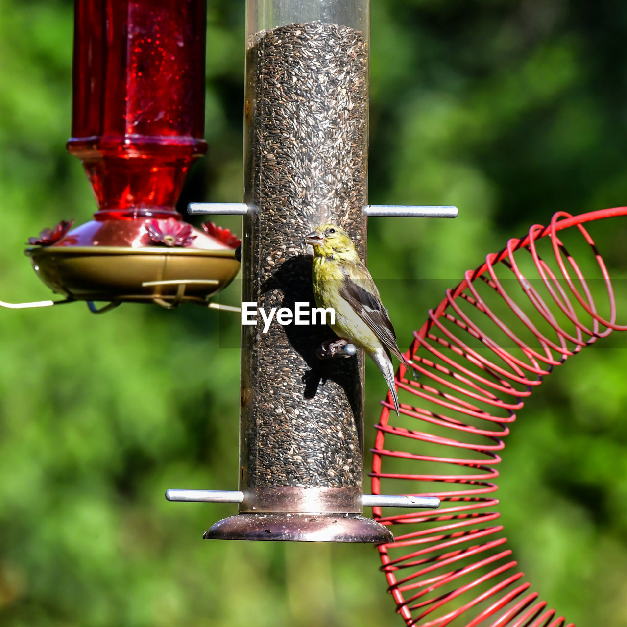 CLOSE-UP OF BIRD PERCHING ON WOODEN POST