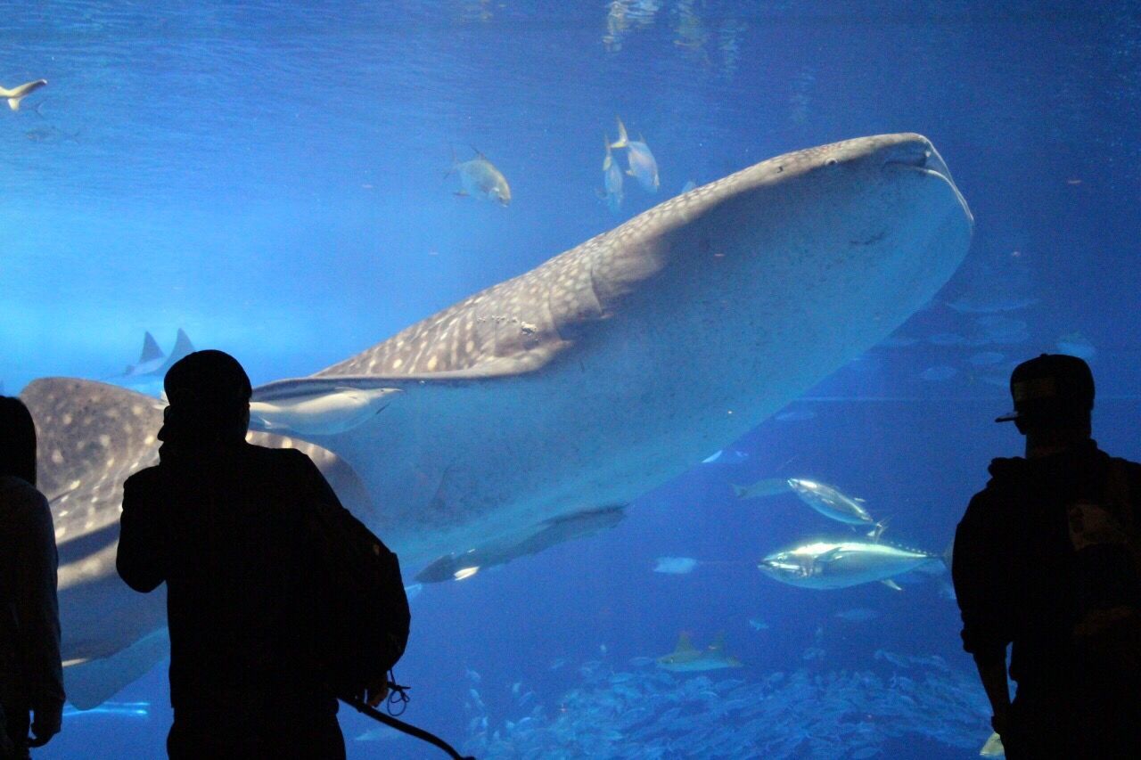 People looking at fish in aquarium