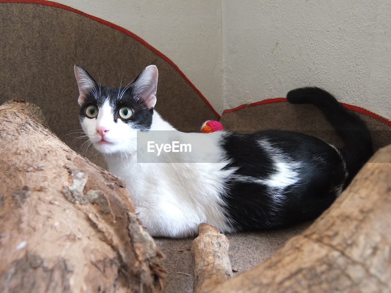 CLOSE-UP PORTRAIT OF CAT SITTING ON WALL