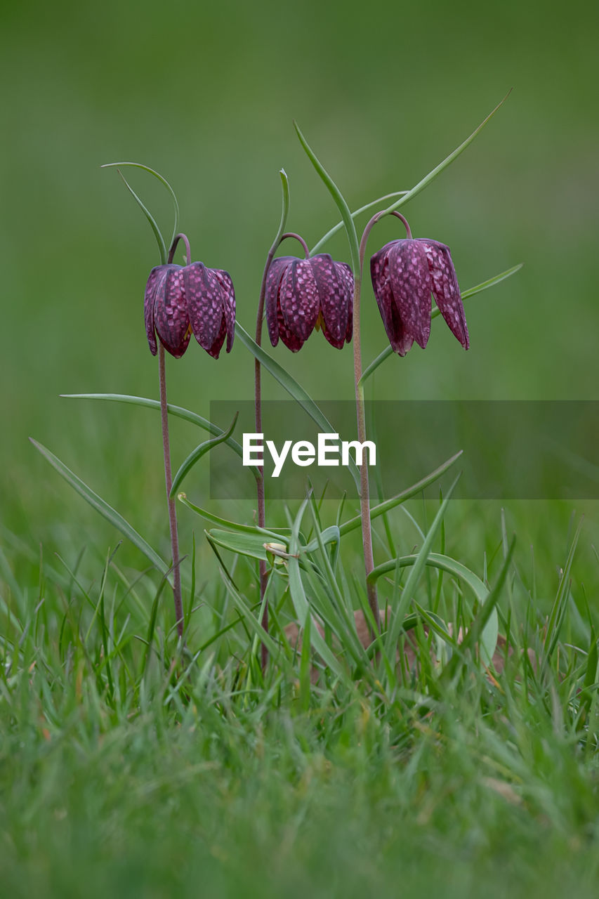 plant, grass, flower, nature, meadow, food, freshness, no people, growth, beauty in nature, selective focus, macro photography, food and drink, close-up, flowering plant, prairie, green, outdoors, field, land, wildflower, leaf, day, grassland, healthy eating, vegetable, fruit, fragility, plant stem