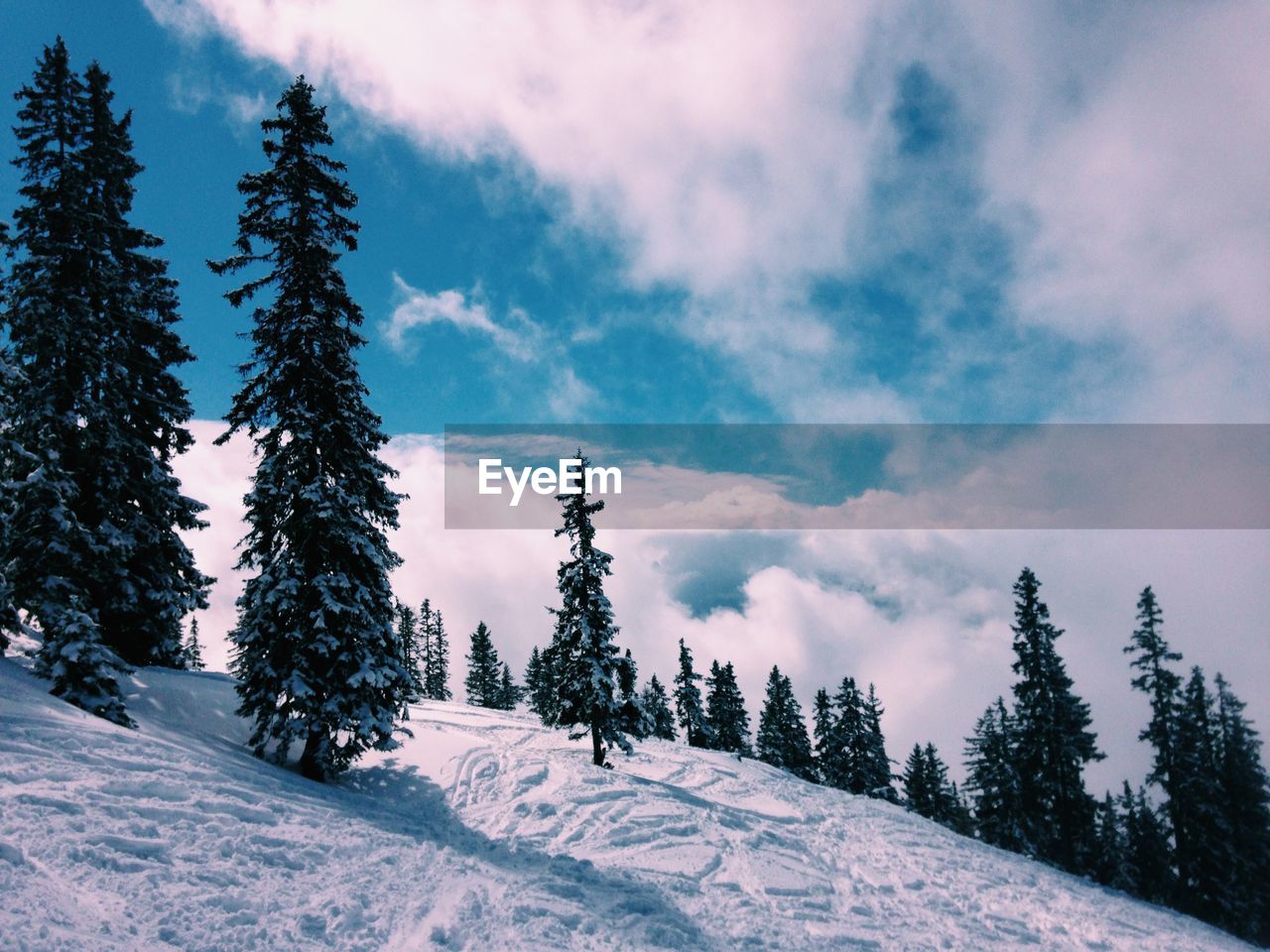 TREES ON SNOW AGAINST SKY