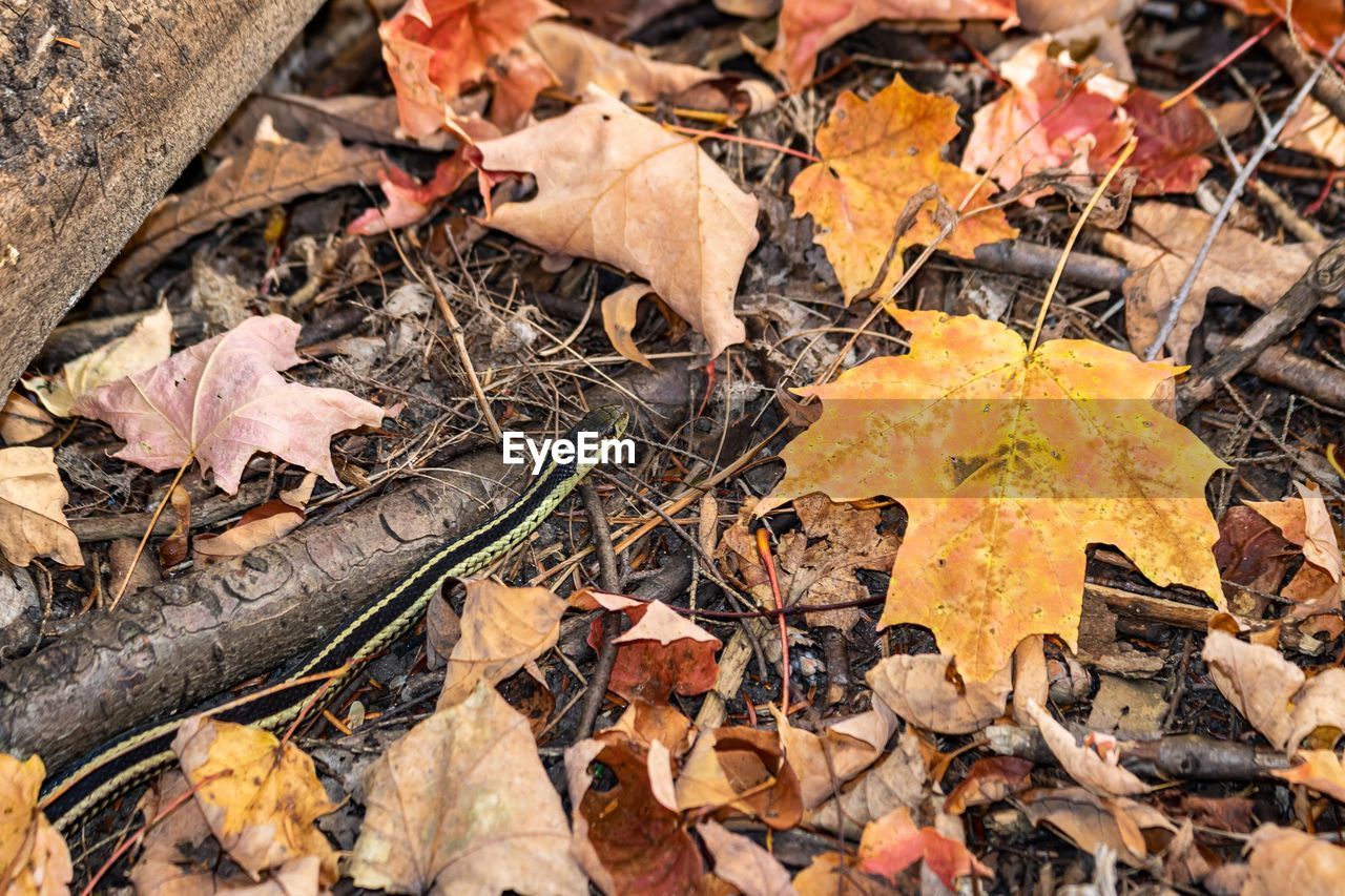 HIGH ANGLE VIEW OF DRY MAPLE LEAVES ON STREET