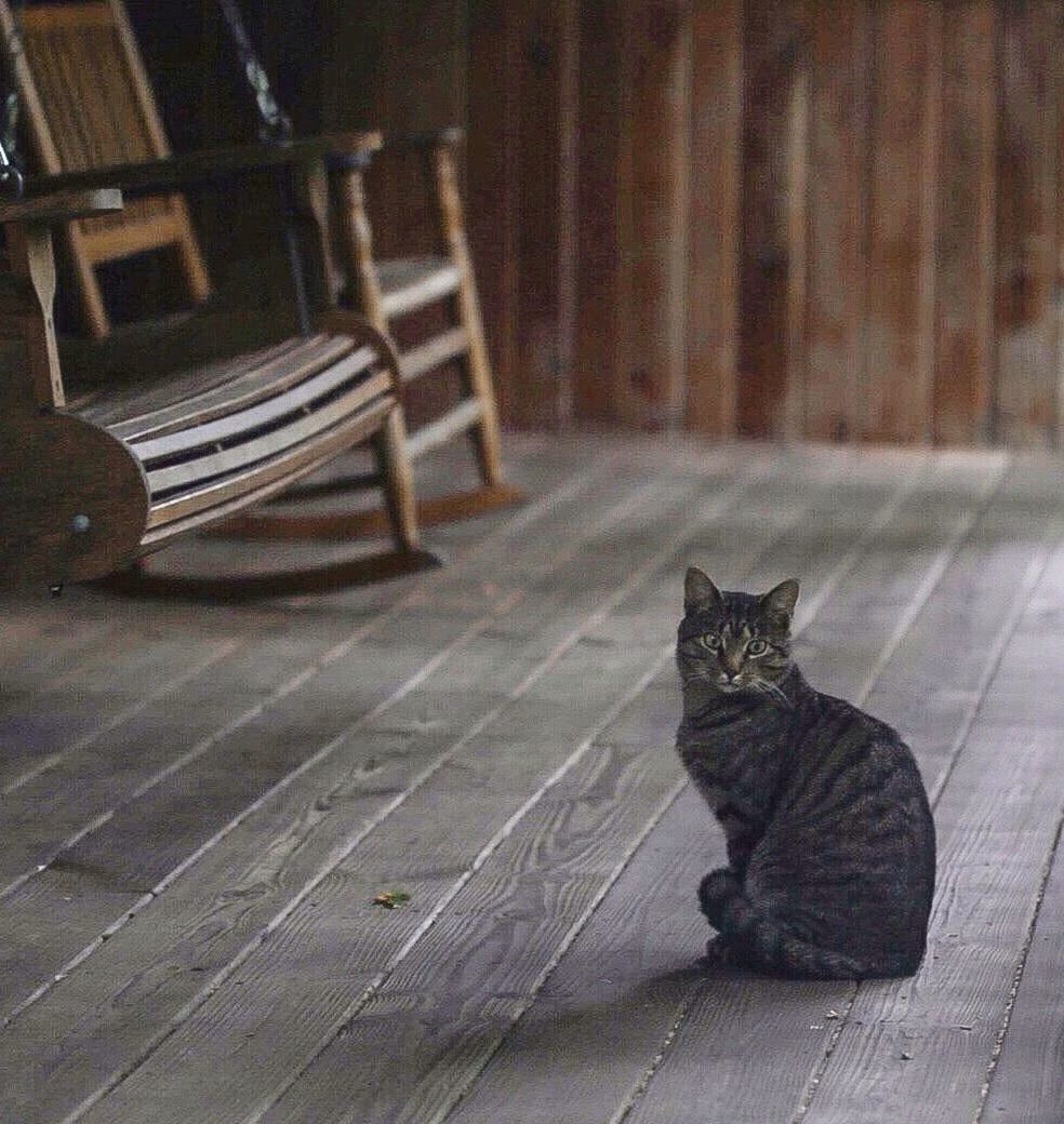 Portrait of cat sitting on wooden flooring