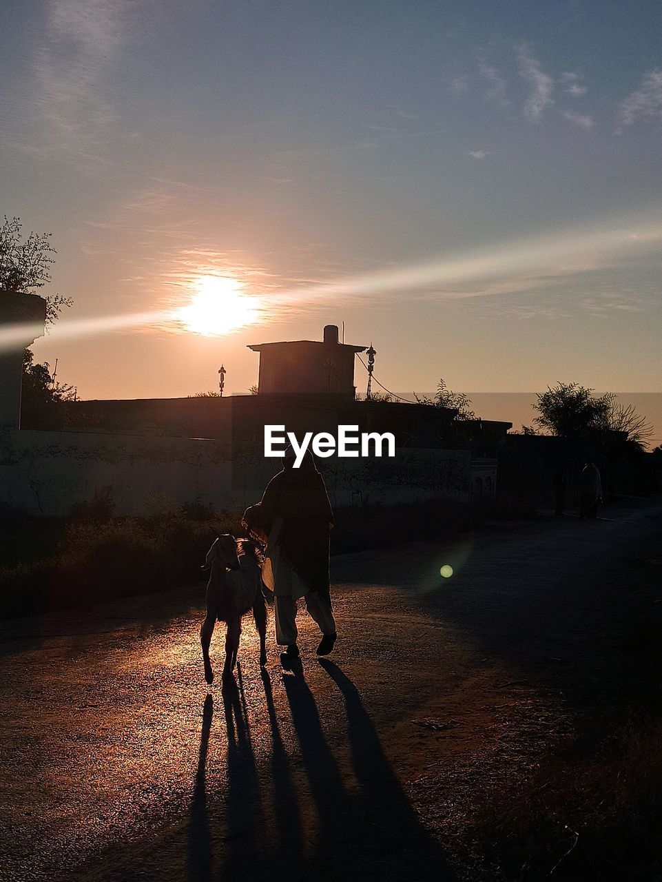 View of dog on road at sunset