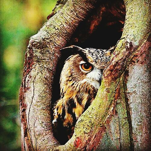 CLOSE UP OF TWO ANIMALS ON TREE TRUNK