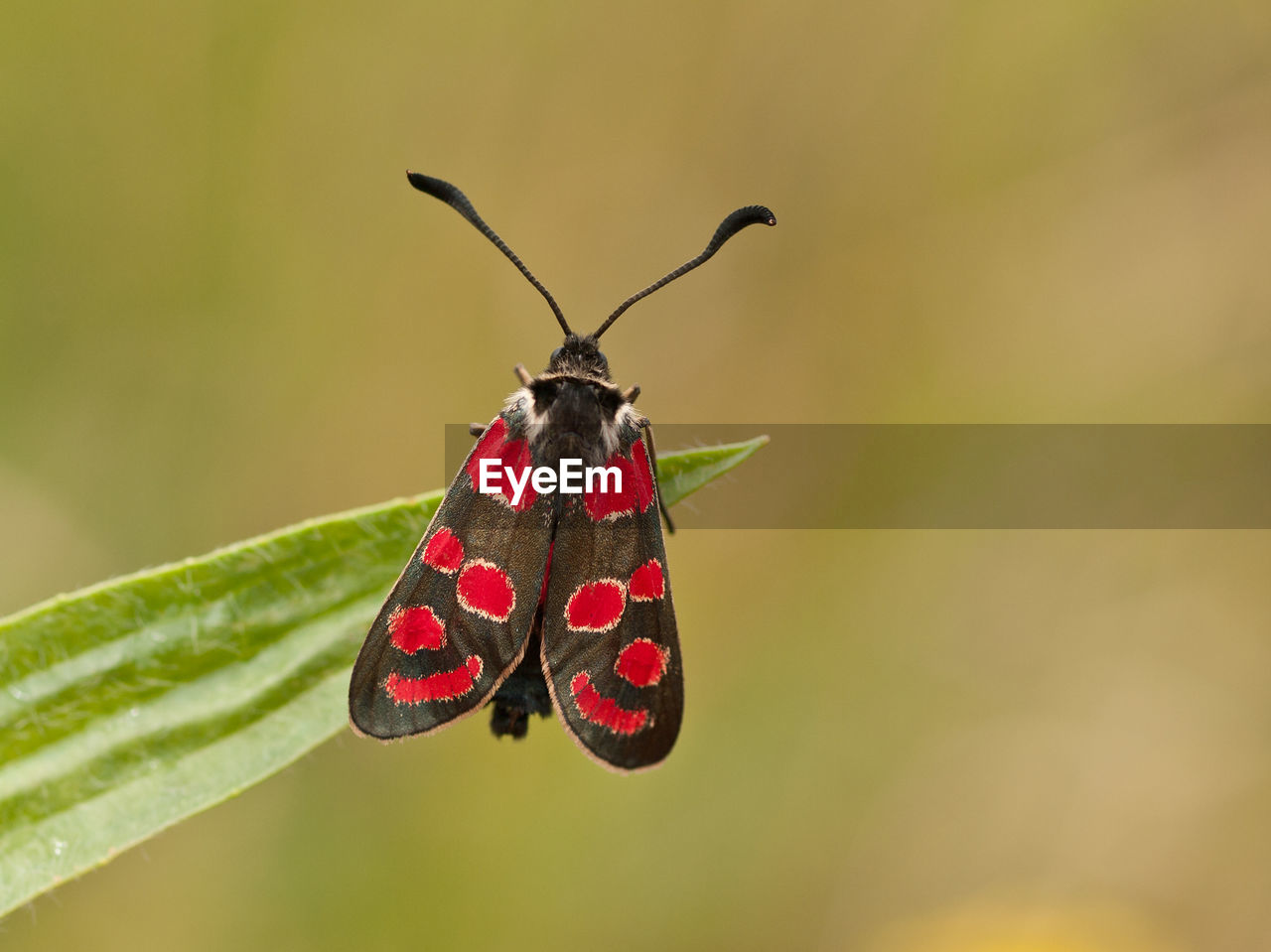 CLOSE-UP OF BUTTERFLY POLLINATING ON PLANT