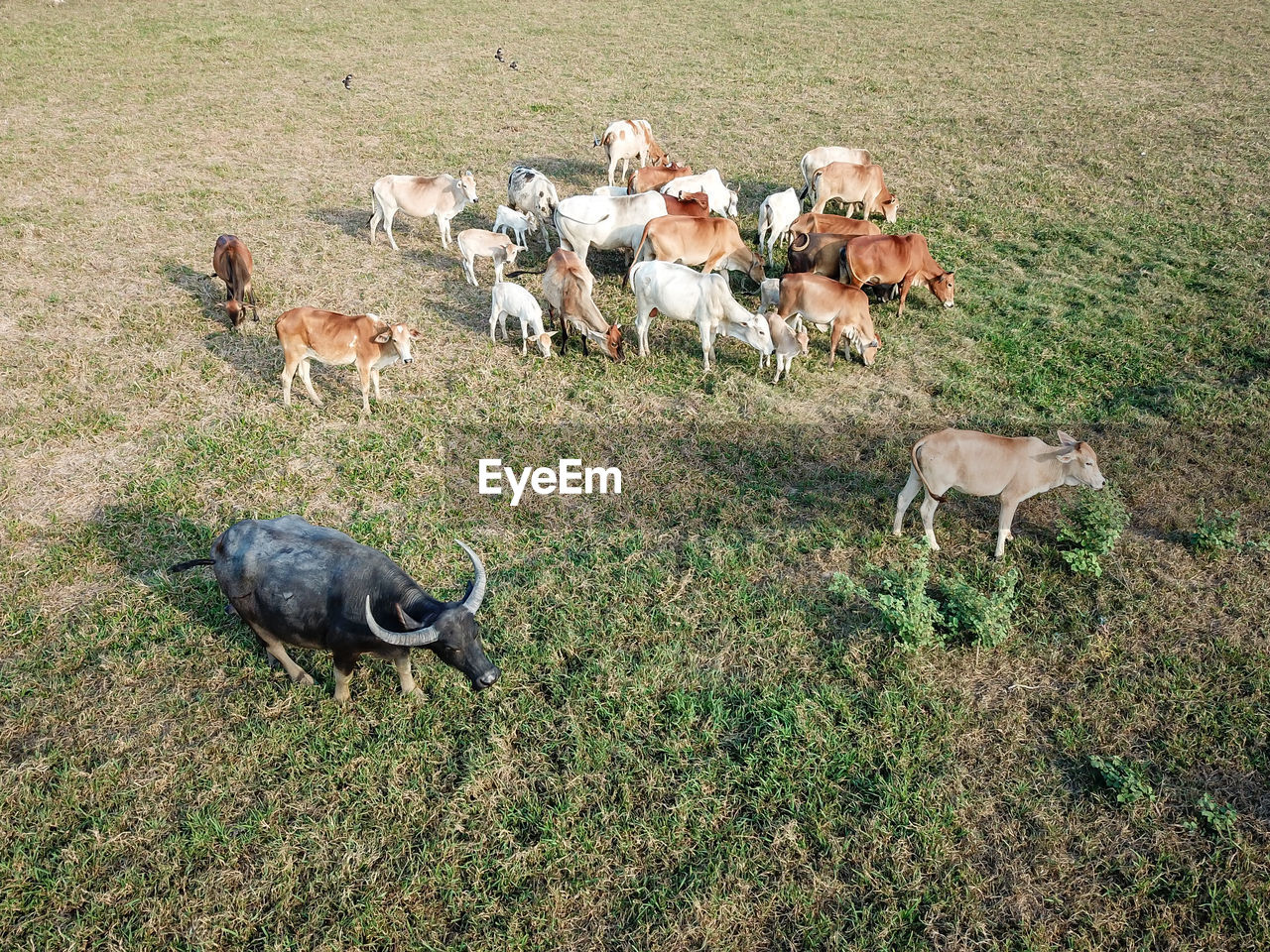 HIGH ANGLE VIEW OF DUCKS ON FIELD