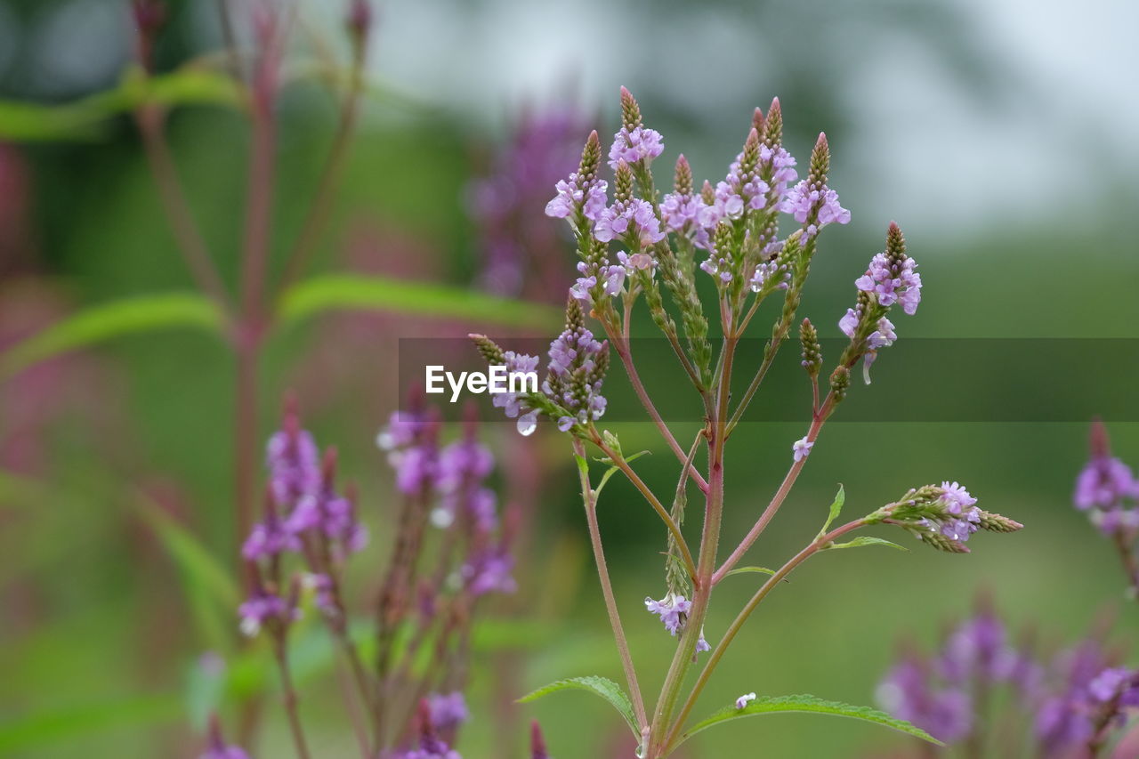 Close-up of purple flowering plant