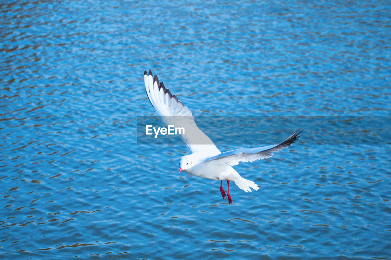 SEAGULL FLYING IN WATER