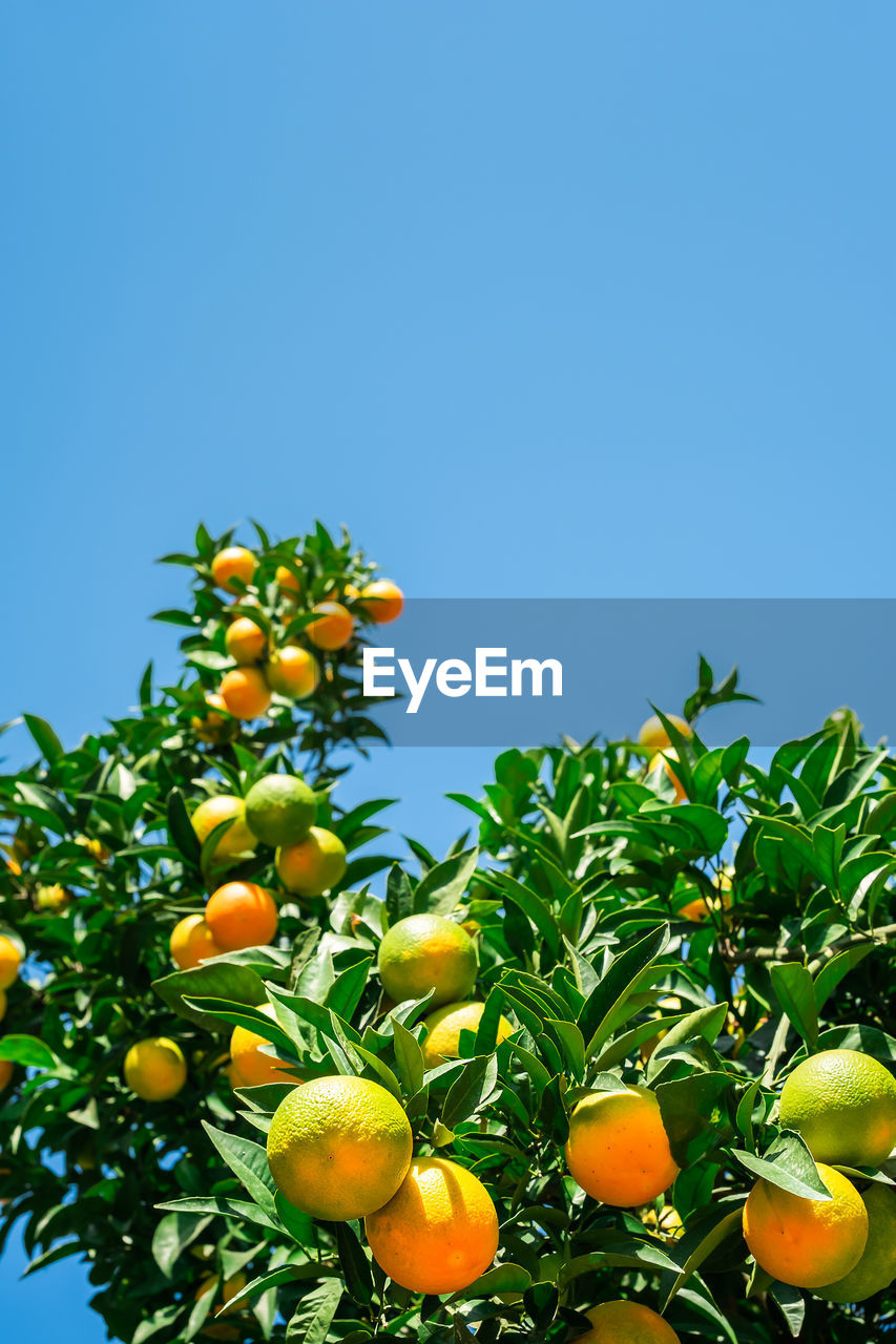 Orange tree with fresh ripe fruits against a bright blue sky, harvesting citrus fruits.