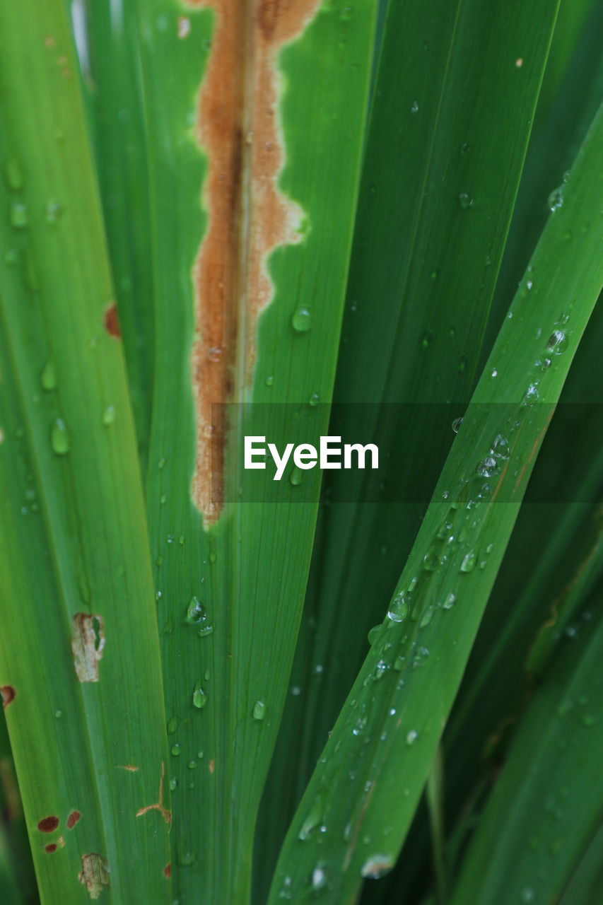 green, leaf, plant part, plant, grass, nature, water, drop, close-up, wet, plant stem, macro photography, no people, beauty in nature, flower, growth, freshness, tree, outdoors, banana leaf, environment, moisture, backgrounds, rain, day, dew, leaf vein, full frame