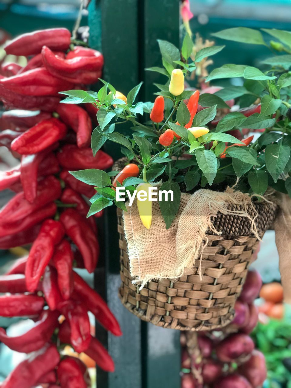 CLOSE-UP OF RED CHILI PEPPERS IN WICKER BASKET