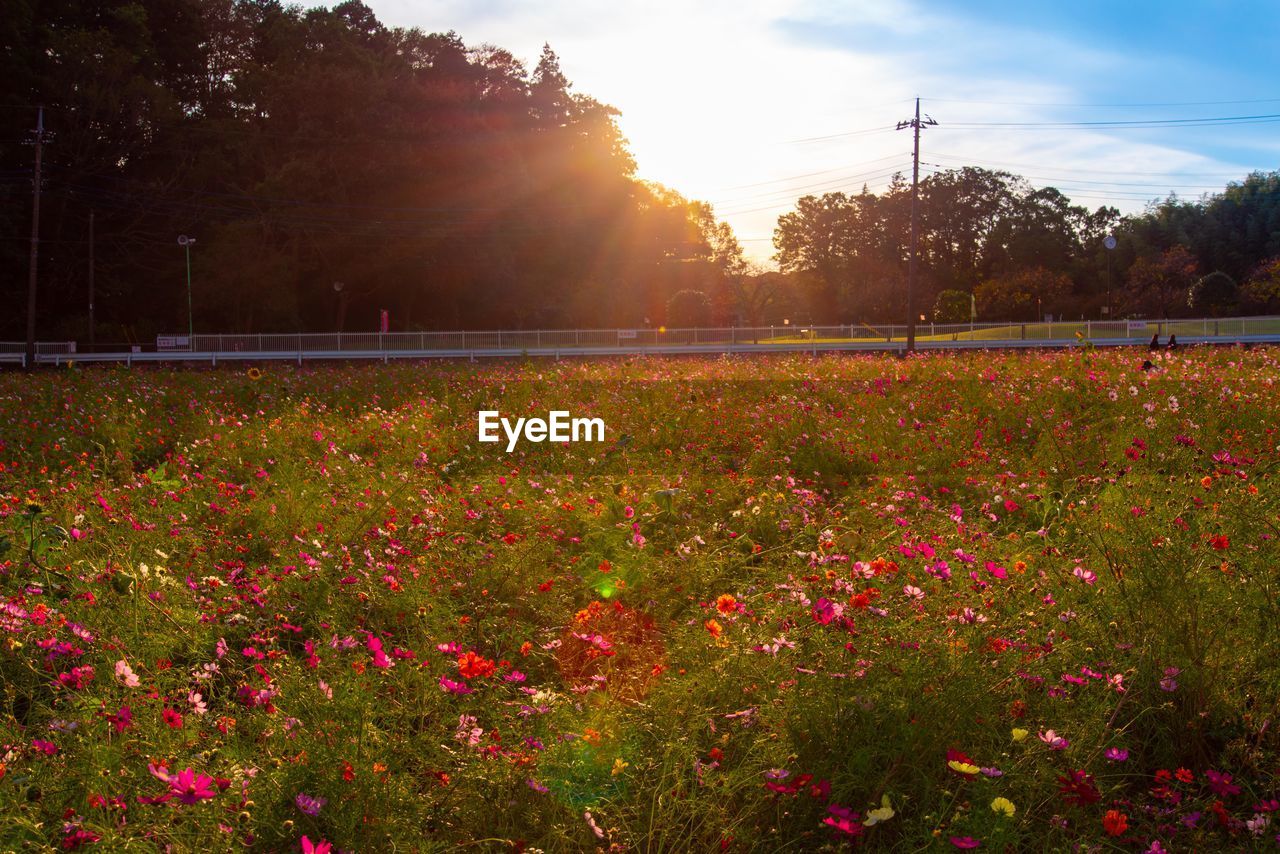 SCENIC VIEW OF GRASSY FIELD AGAINST SKY AT SUNSET