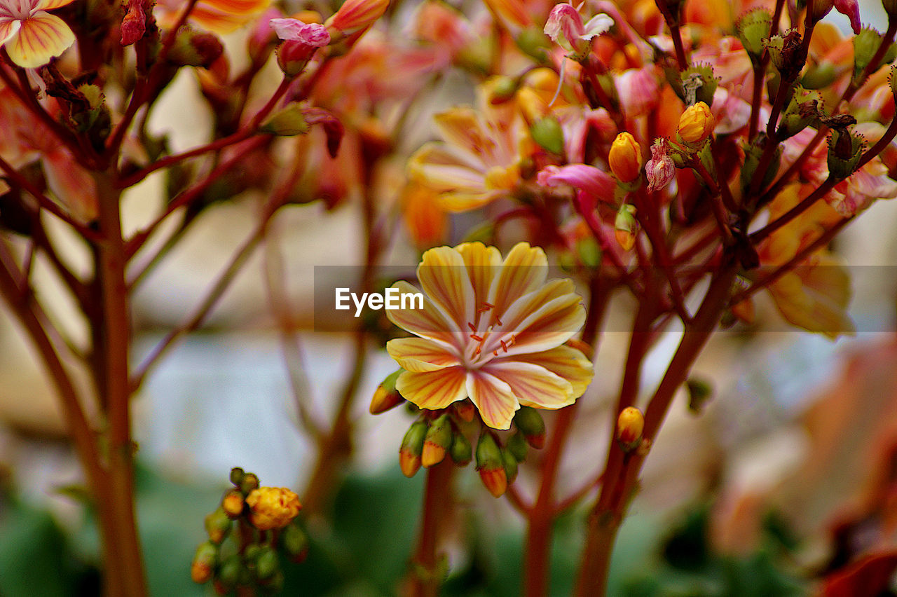 Close-up of yellow flowering plant