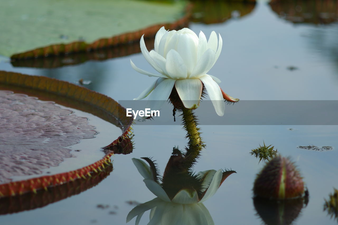 Close-up of lotus water lily in pond