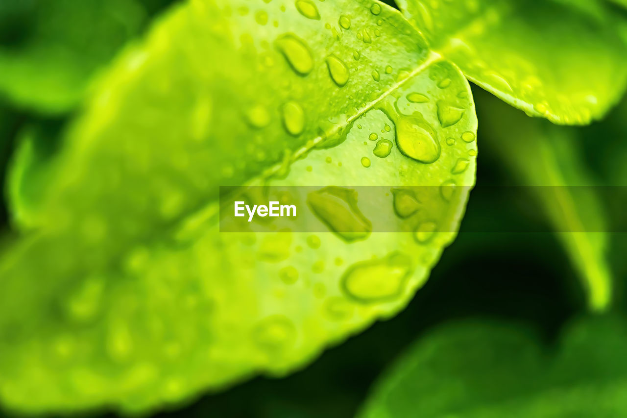 CLOSE-UP OF WATER DROPS ON LEAF