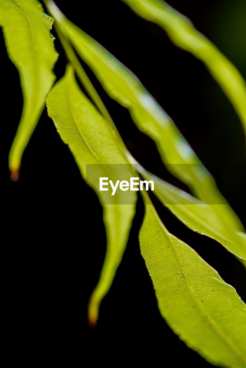 Close-up of plant against black background