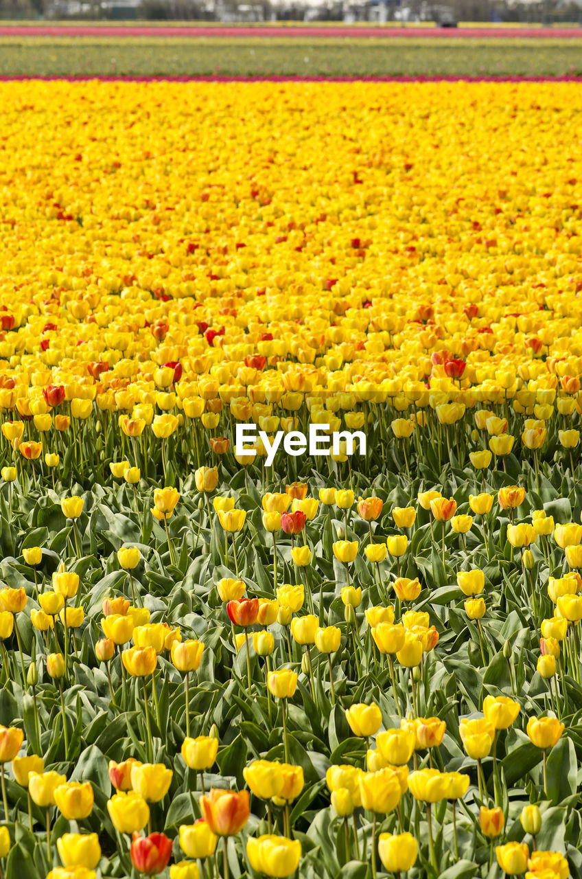 SCENIC VIEW OF YELLOW FLOWERING PLANTS