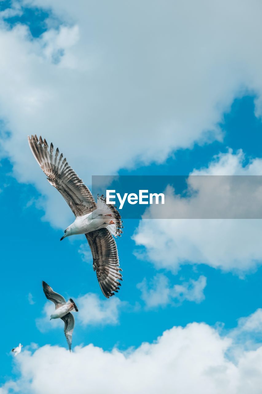 low angle view of bird flying against cloudy sky