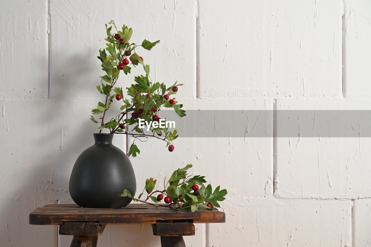 potted plant on table