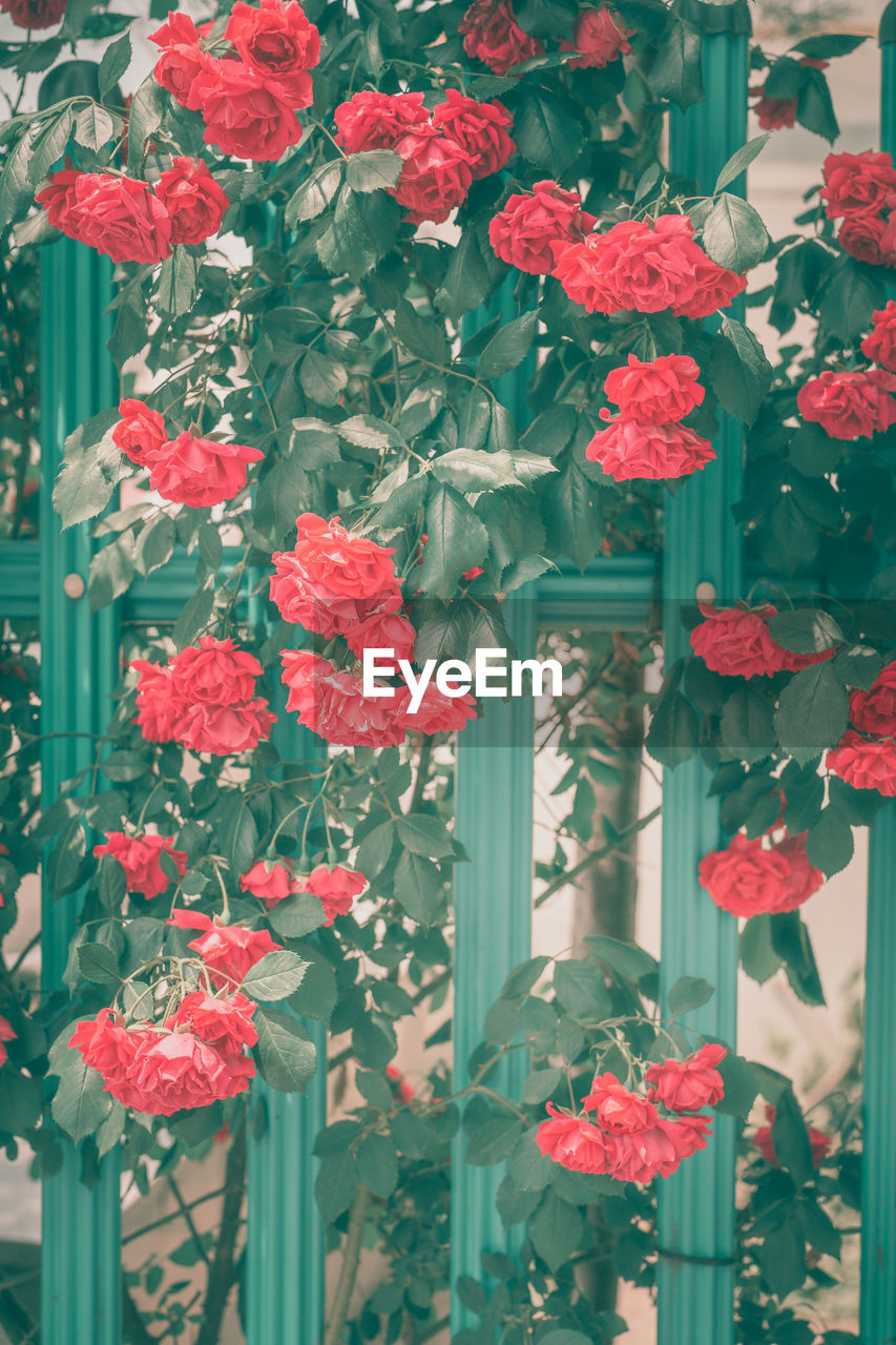 CLOSE-UP OF RED ROSE FLOWERS