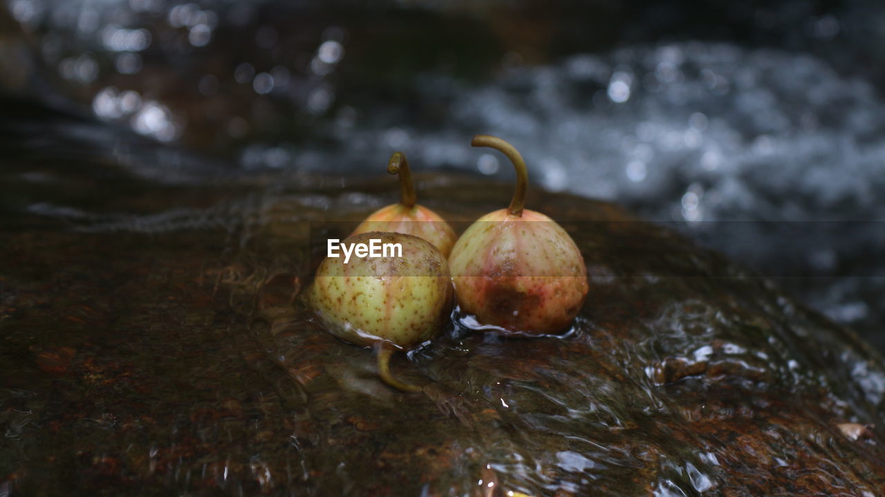 CLOSE-UP OF LEMON IN WATER