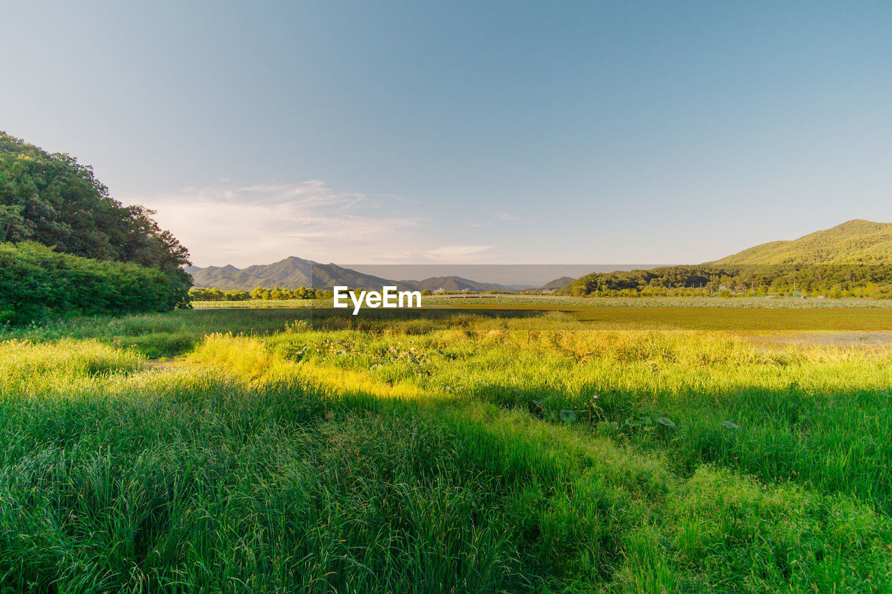 Scenic view of field against sky