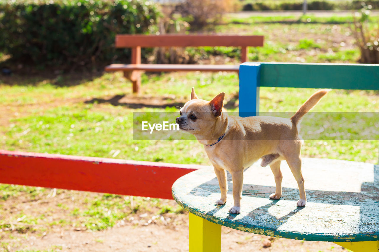 DOG LOOKING AWAY WHILE SITTING ON BENCH