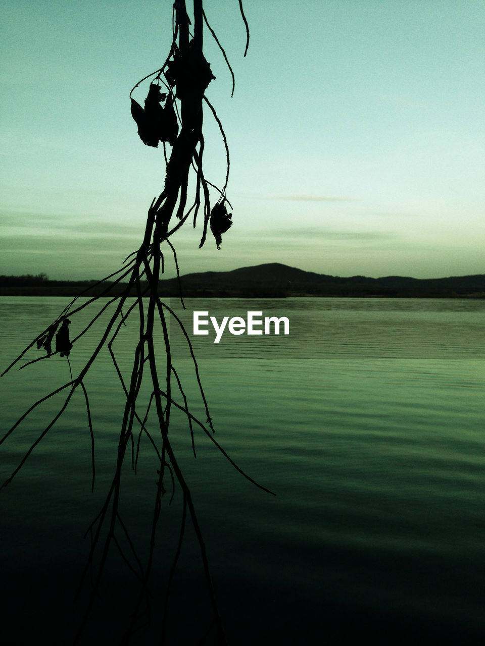 SILHOUETTE OF TREE BY LAKE AGAINST SKY DURING SUNSET