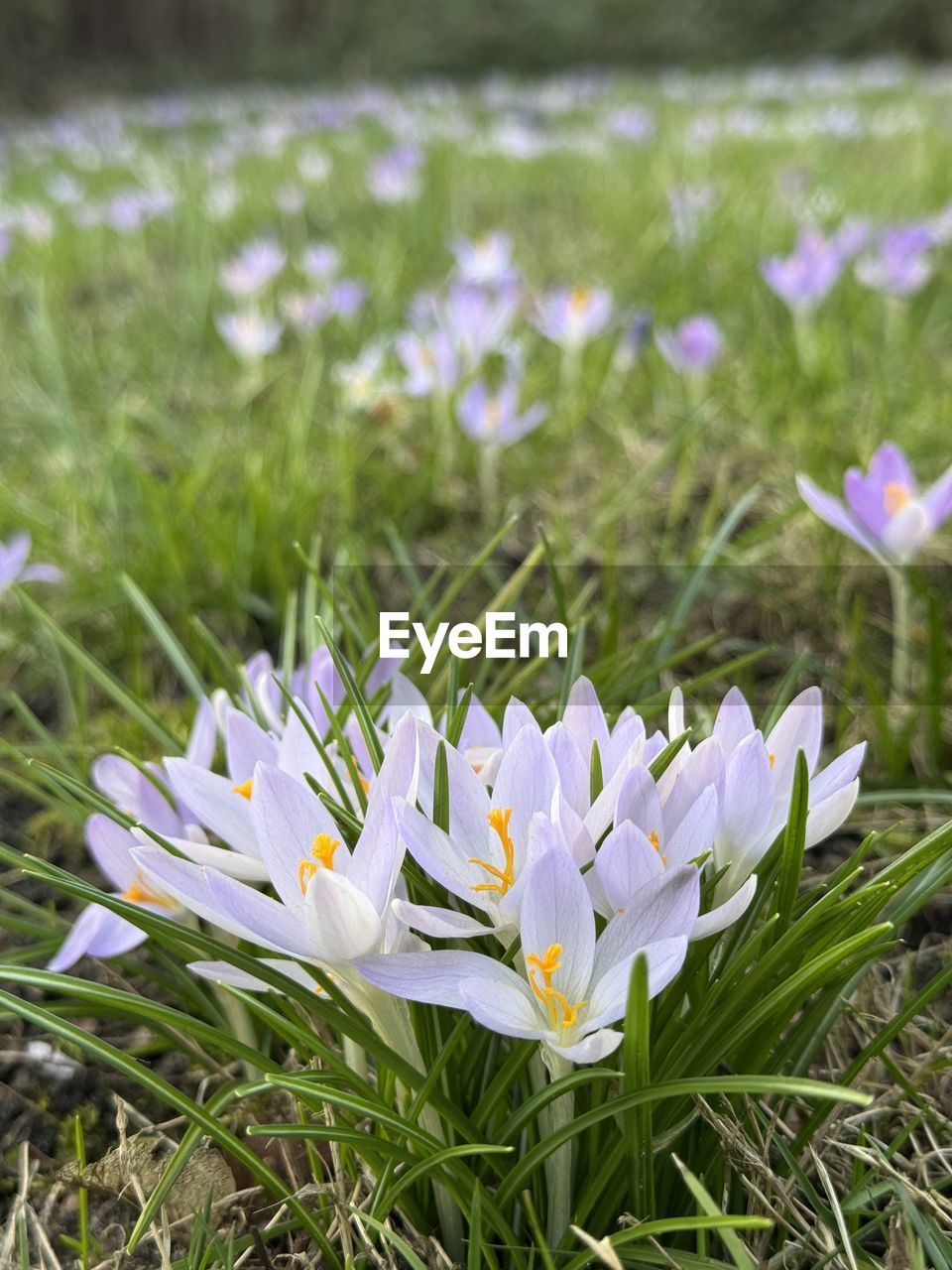 plant, flower, flowering plant, beauty in nature, growth, freshness, nature, fragility, close-up, petal, purple, no people, wildflower, springtime, day, flower head, focus on foreground, white, inflorescence, outdoors, meadow, land, grass, blossom, field, botany, green, selective focus
