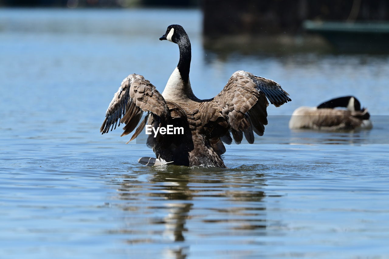 animal, animal themes, bird, animal wildlife, wildlife, water, group of animals, water bird, beak, lake, ducks, geese and swans, duck, no people, nature, spread wings, flying, day, cormorant, goose, outdoors, reflection