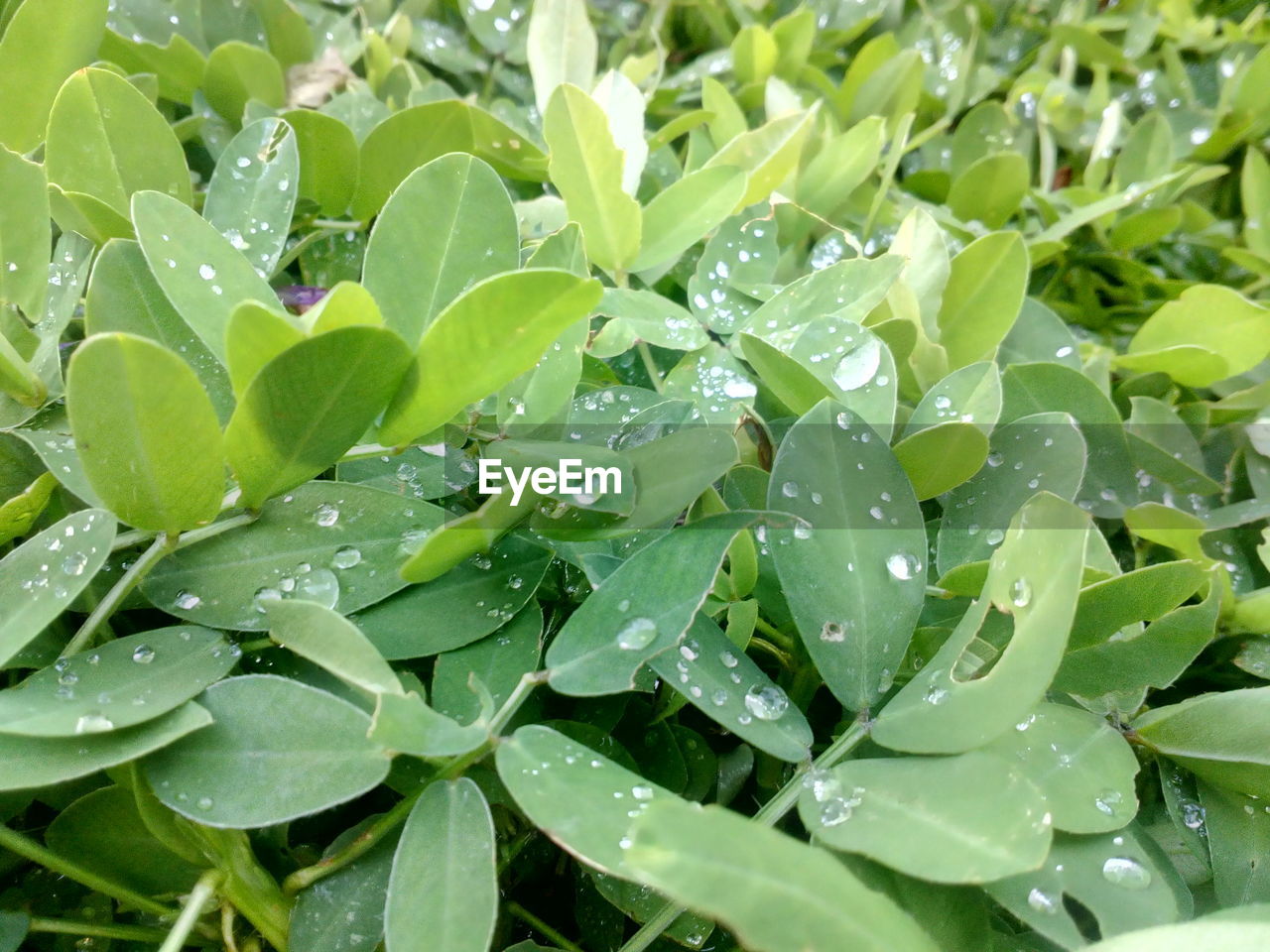 CLOSE-UP OF WET PLANT