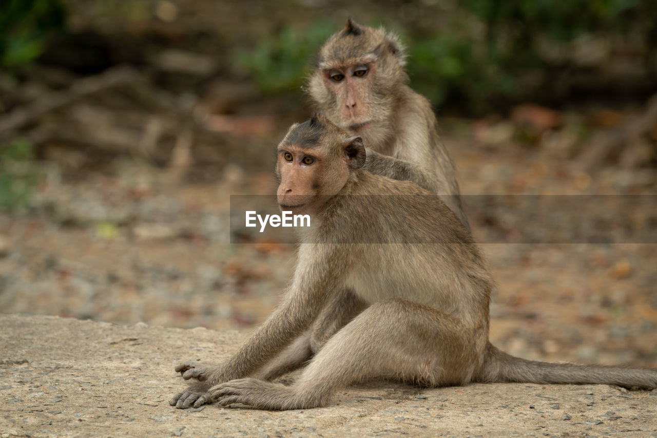 Long-tailed macaque grooming mate on concrete path