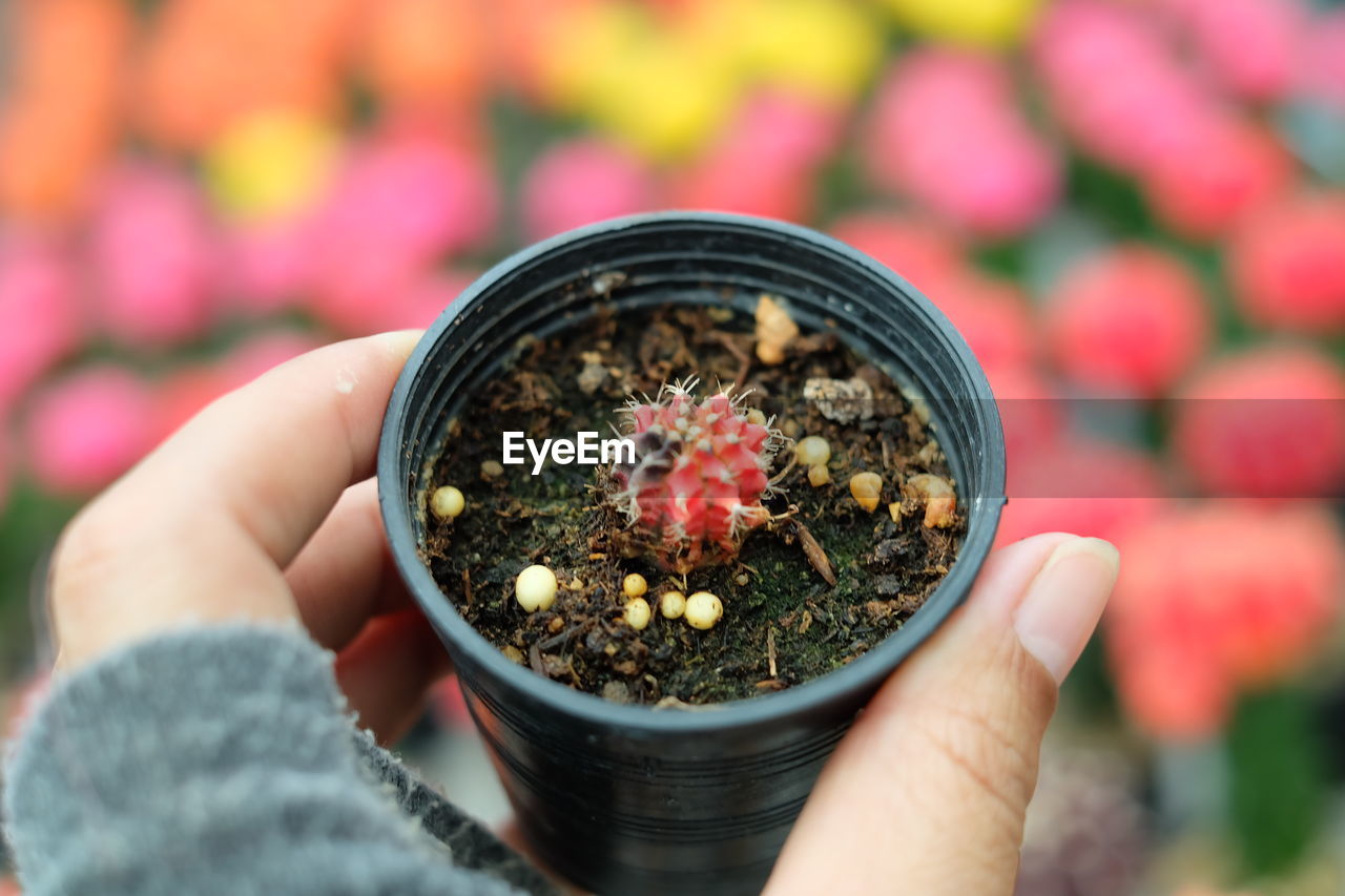 Cropped hand holding cactus