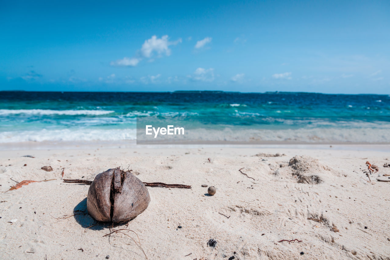 Coconut on a sandy beach in maldives, with sea in the background