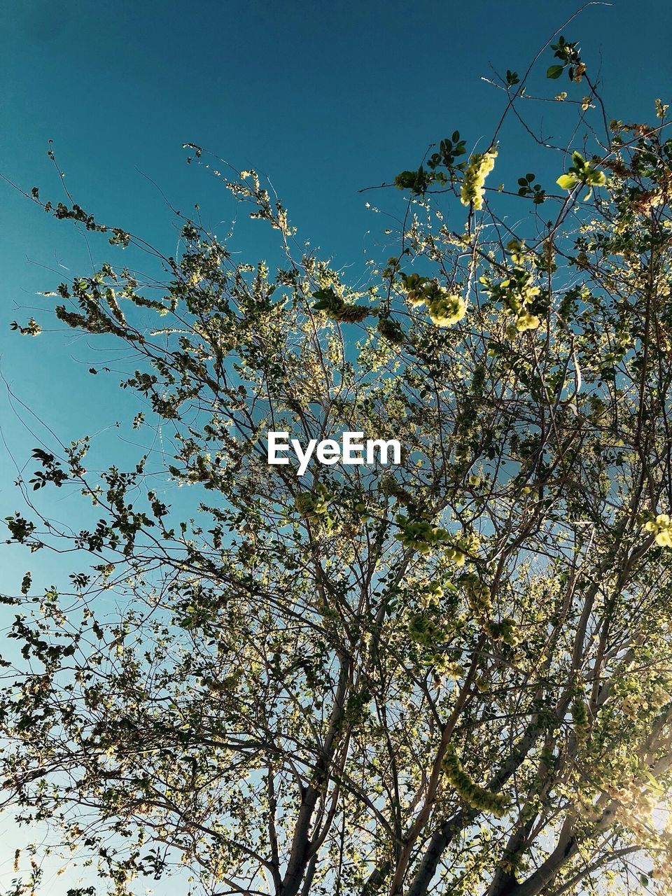 LOW ANGLE VIEW OF BLOSSOMING TREE