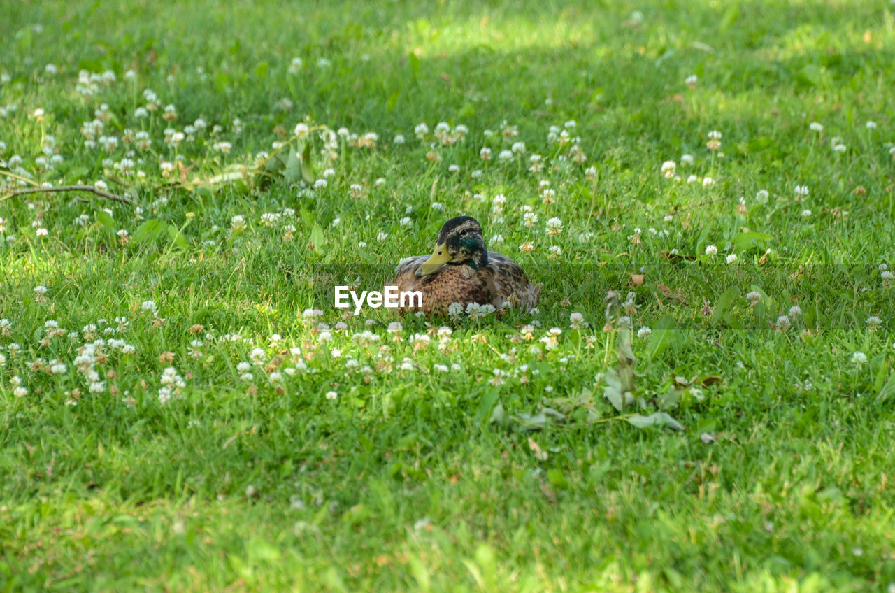 BIRD ON GRASS