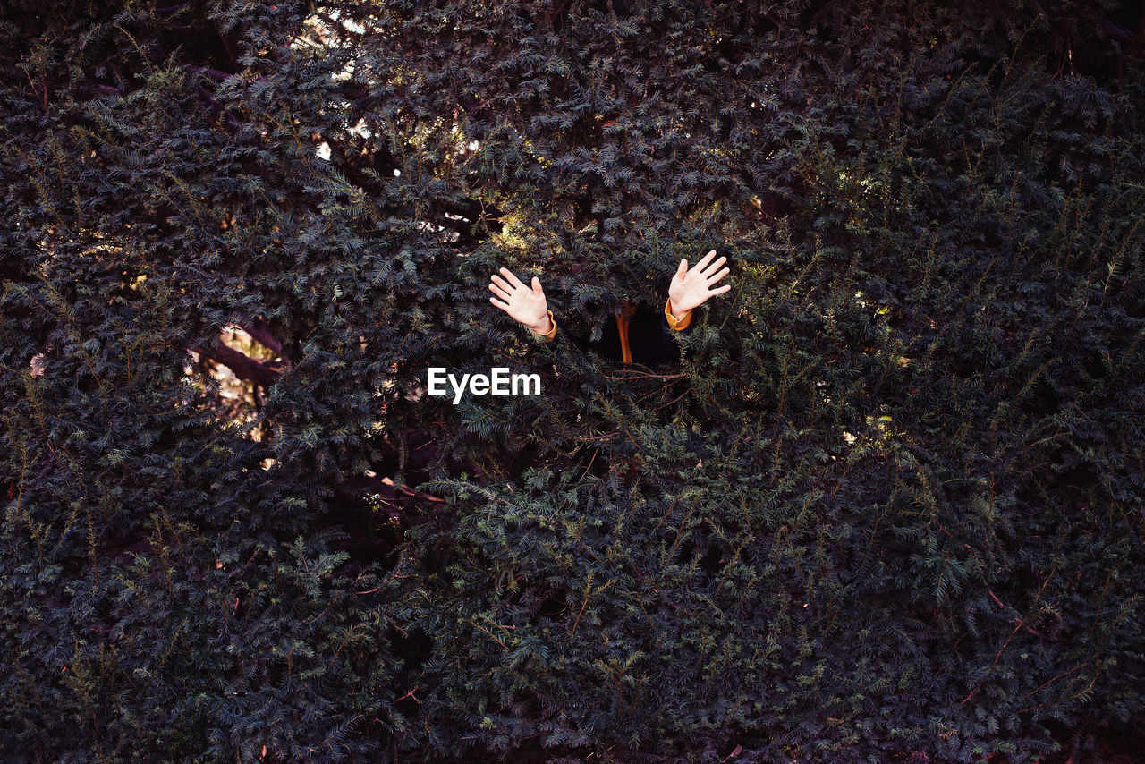 Hand waving amidst trees in park