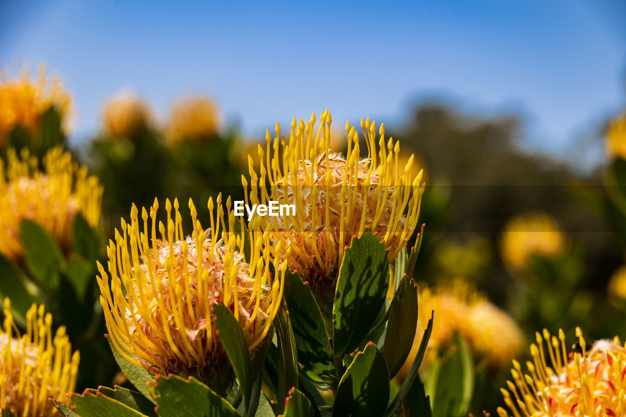 plant, yellow, flower, flowering plant, nature, beauty in nature, sky, freshness, landscape, summer, growth, land, sunlight, environment, rural scene, field, close-up, no people, meadow, wildflower, macro photography, flower head, focus on foreground, grass, agriculture, outdoors, multi colored, springtime, plant part, leaf, food, blossom, vibrant color, green, non-urban scene, travel, food and drink, inflorescence, blue, scenics - nature, travel destinations, sunny, prairie, autumn, botany, day, vegetable, environmental conservation, tourism, garden, sun, clear sky, petal, landscaped, crop, fragility