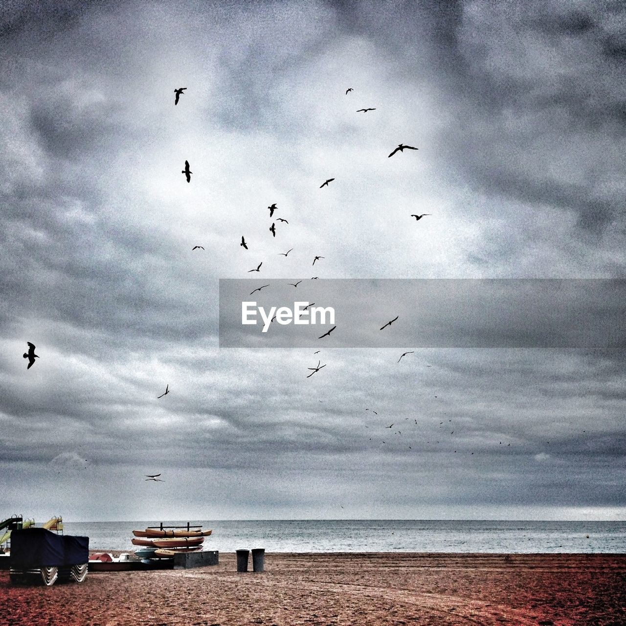 Low angle view of birds flying on beach against cloudy sky