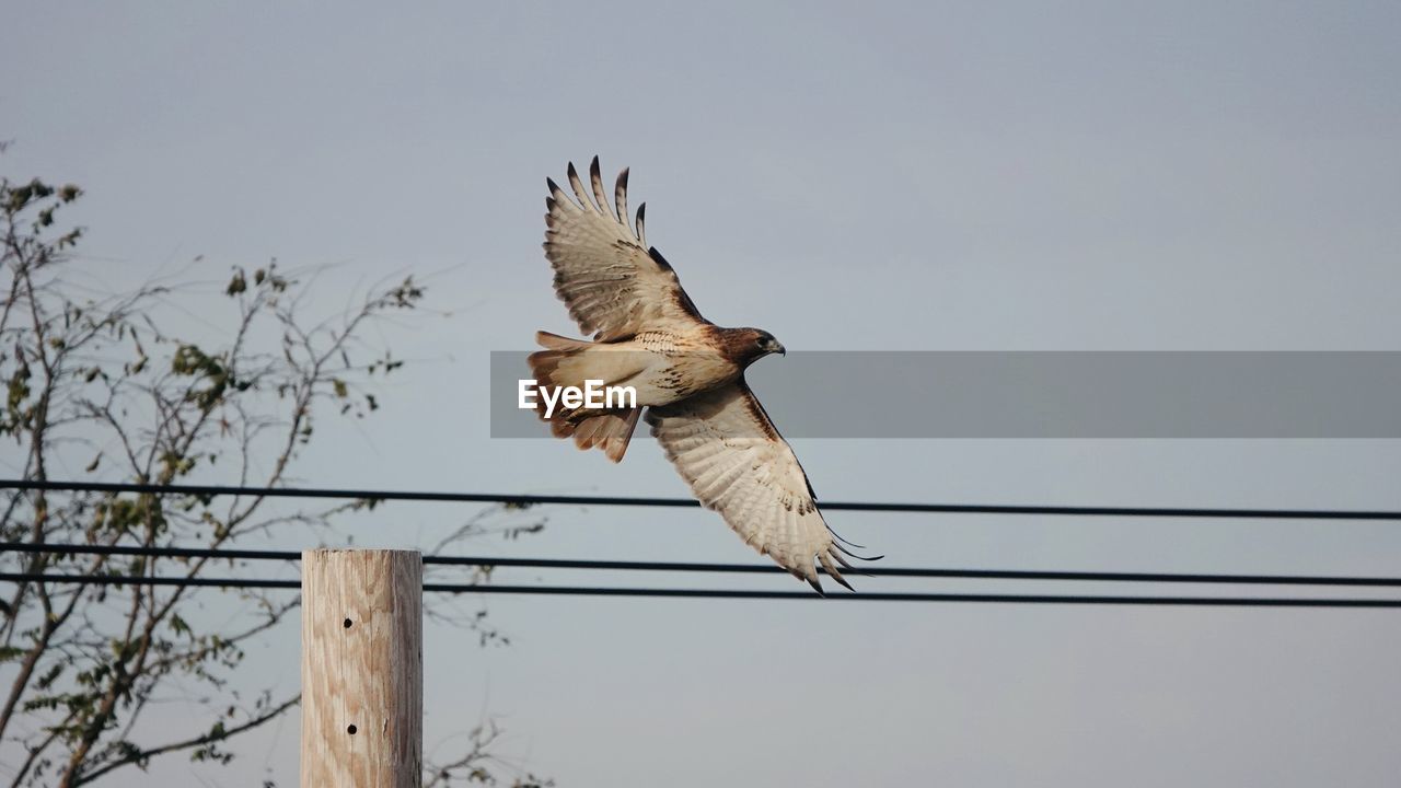 Low angle view of hawk flying against sky