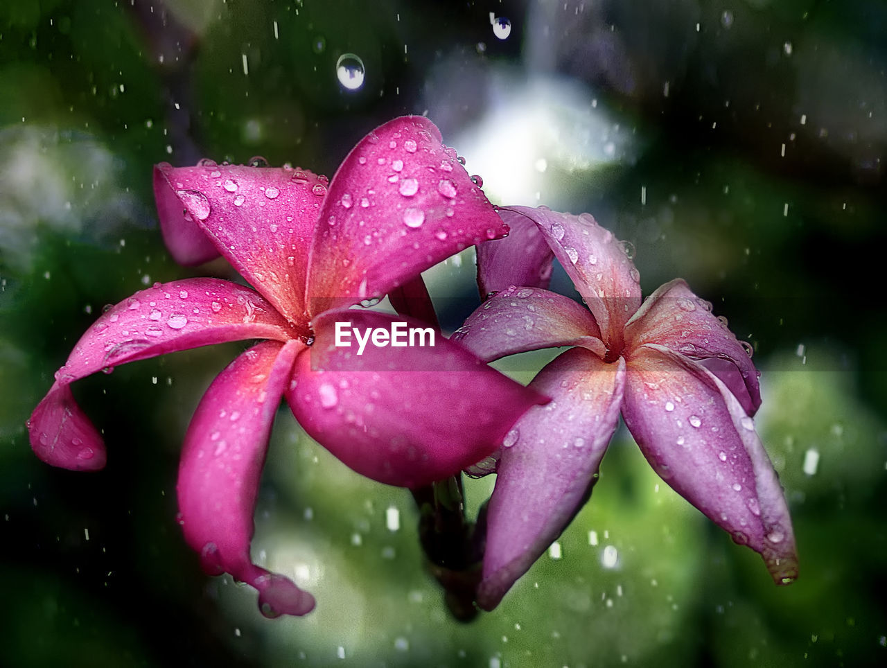 CLOSE-UP OF WATER DROPS ON PURPLE FLOWER