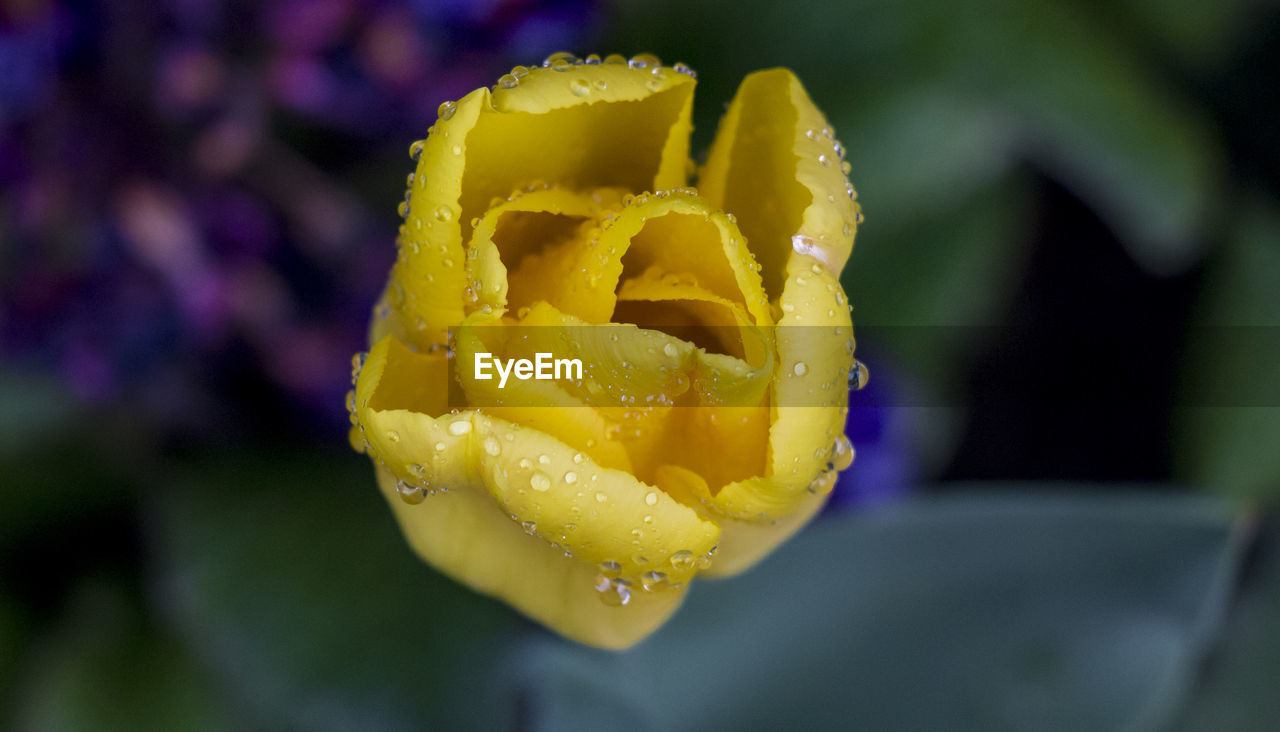 Close-up of wet yellow rose flower