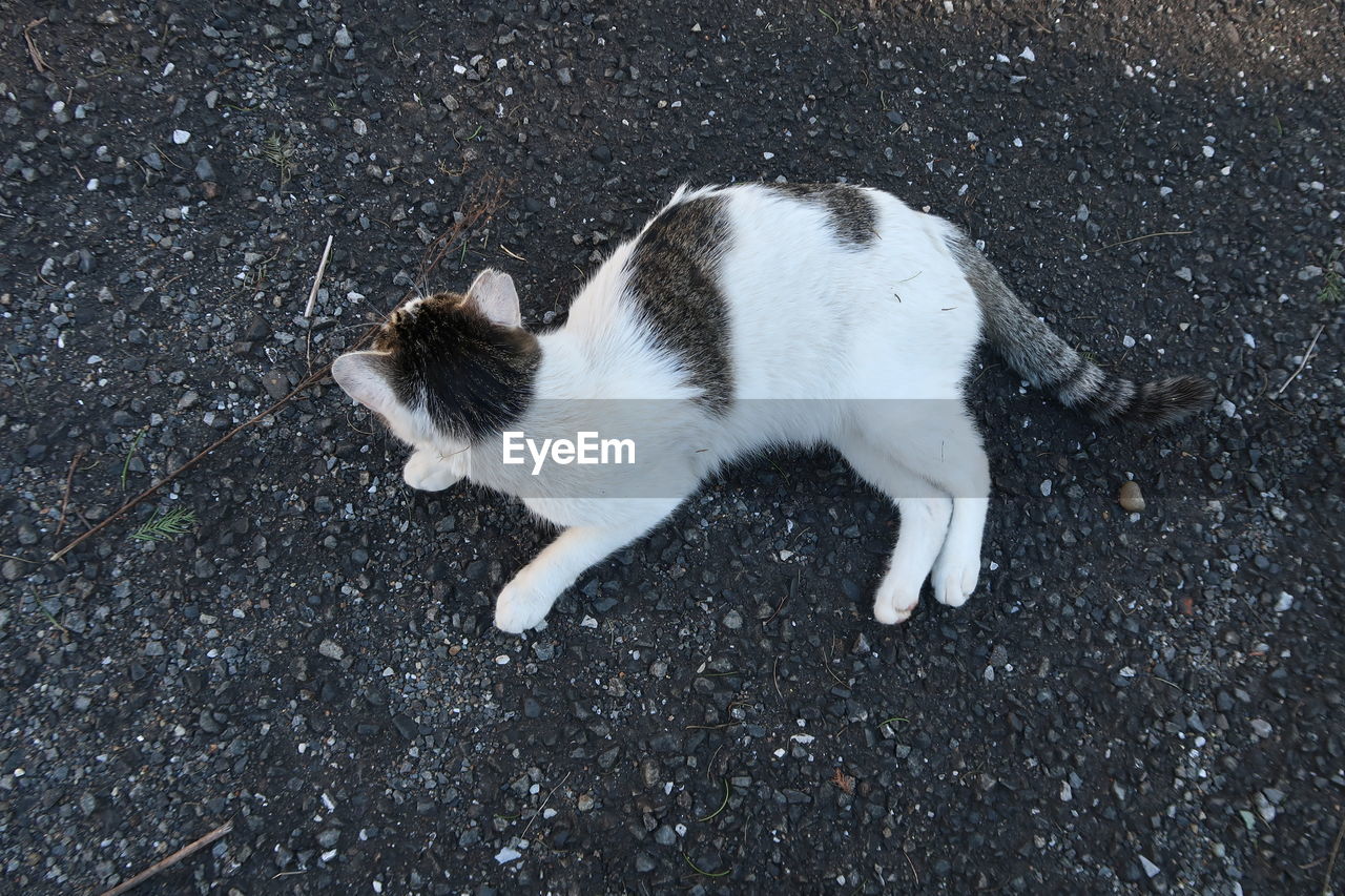 HIGH ANGLE VIEW OF CAT ON STREET AT NIGHT