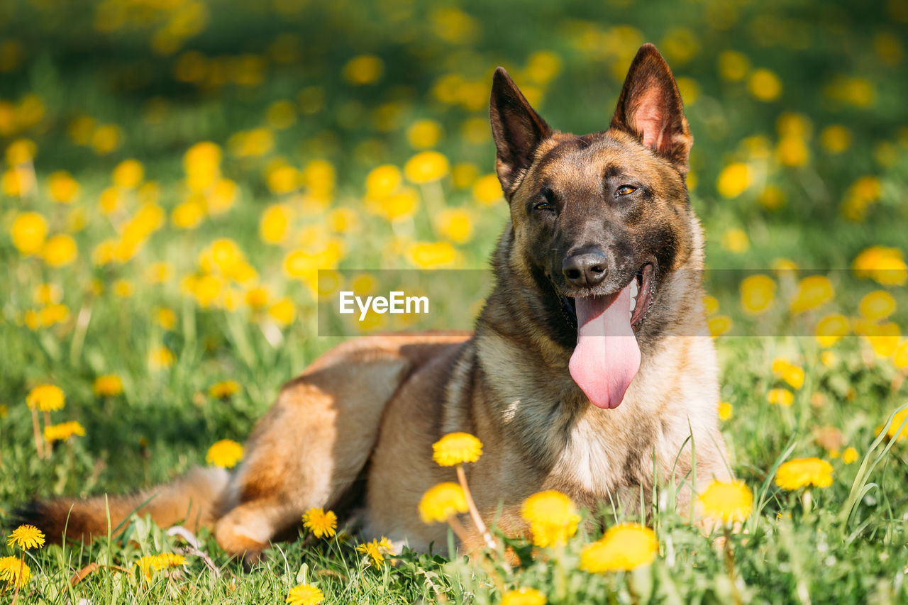 close-up of dog standing amidst yellow flower