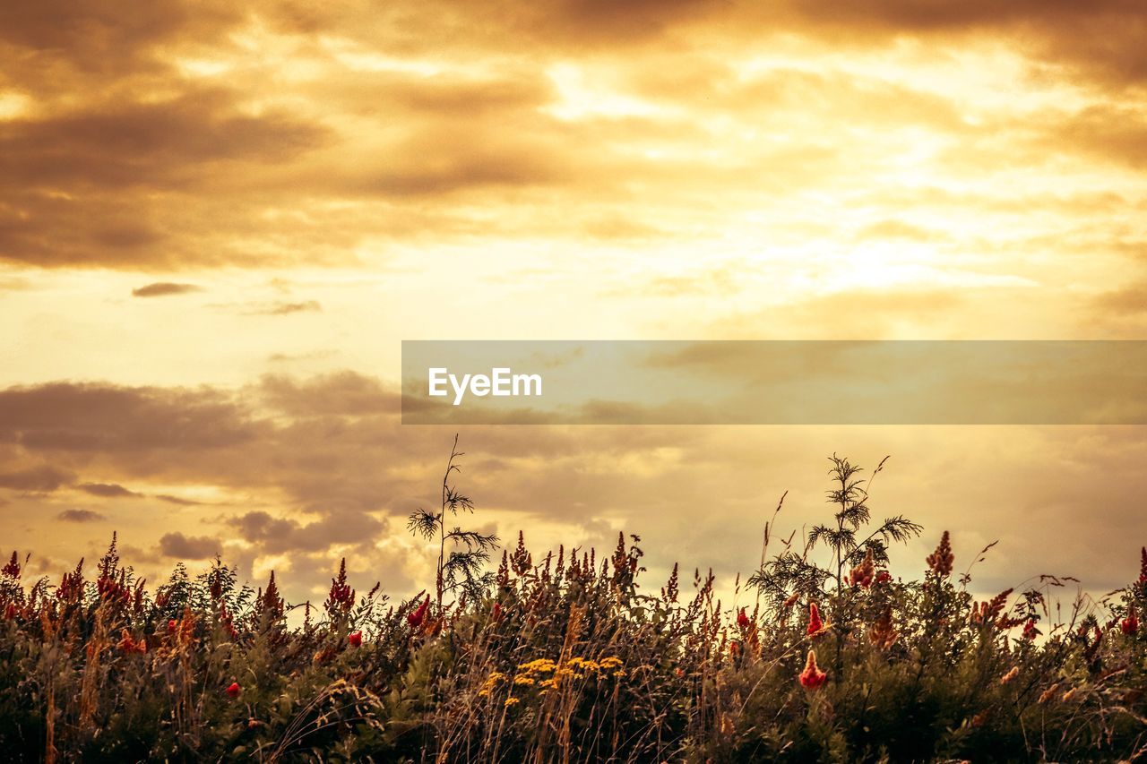 LOW ANGLE VIEW OF PLANTS ON FIELD AGAINST SKY