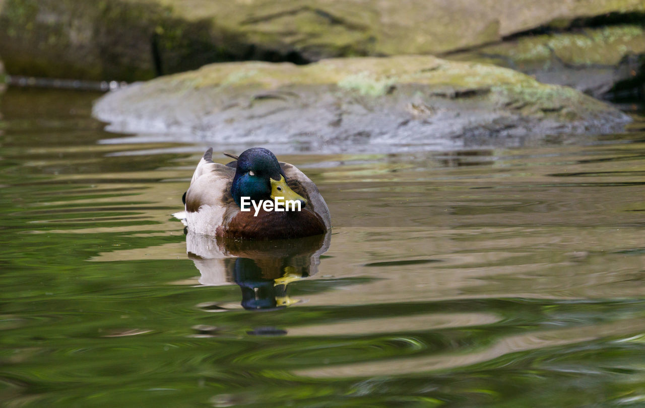 VIEW OF DUCK SWIMMING IN LAKE