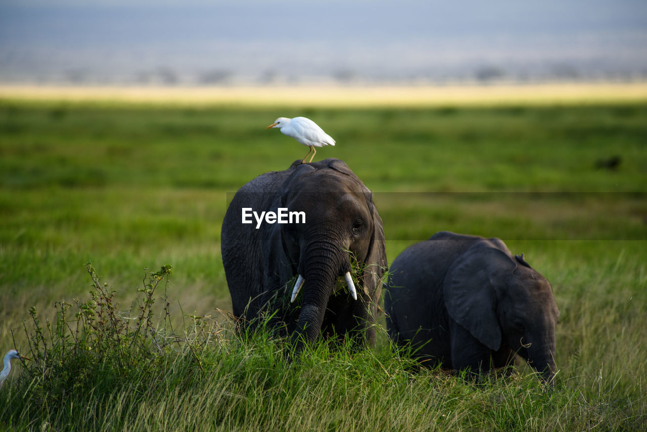 Egret perching on elephant grazing at grassy field