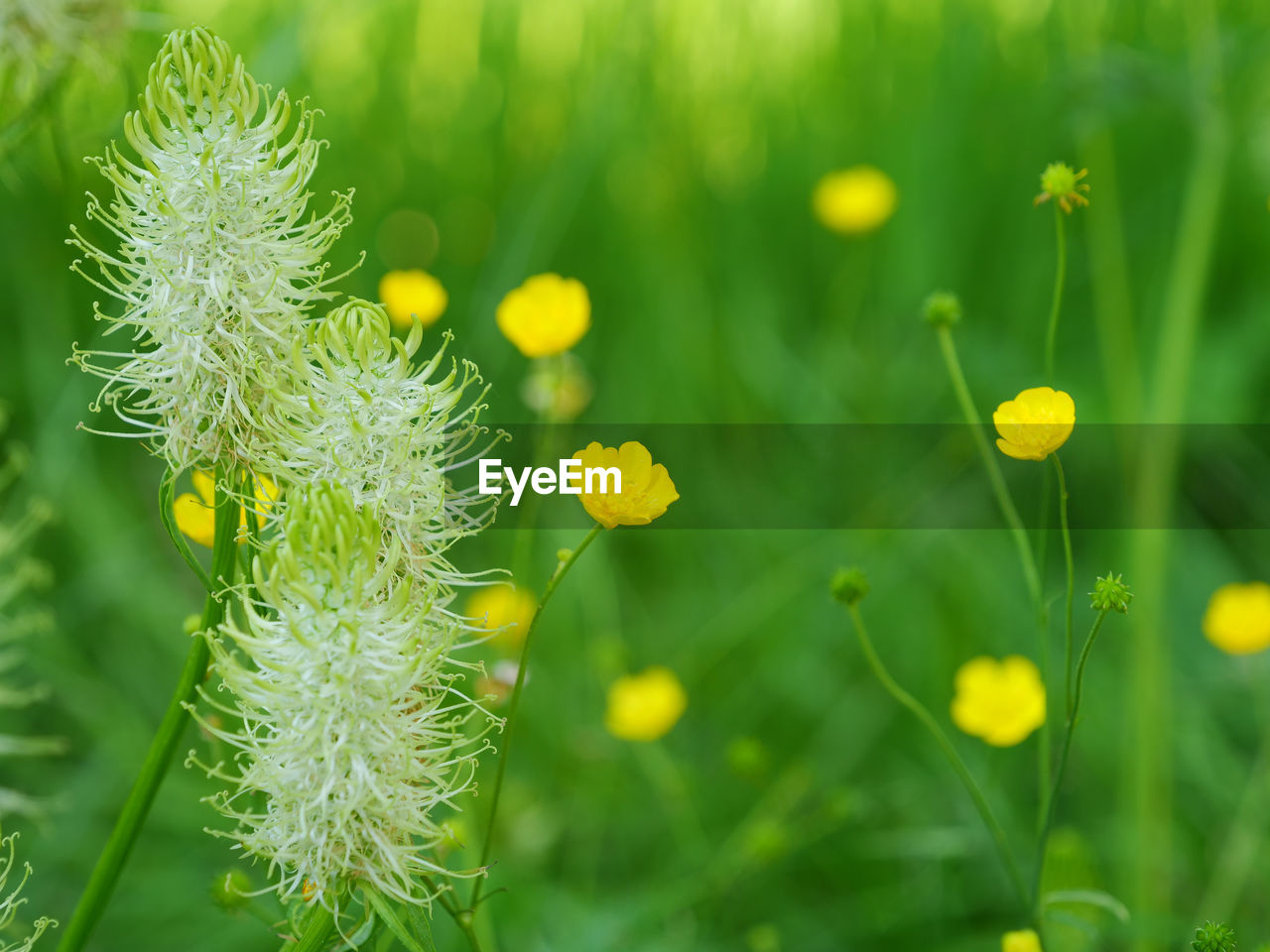 CLOSE-UP OF YELLOW FLOWERING PLANT